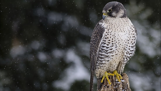 gray and white bird, birds, falcons, winter, animals, snow flakes, HD wallpaper HD wallpaper