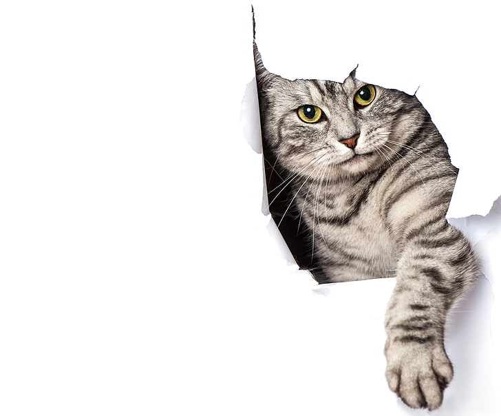 kurz-pelzige graue Katze, Katze, Papier, Grau, Tatze, weißer Hintergrund, HD-Hintergrundbild
