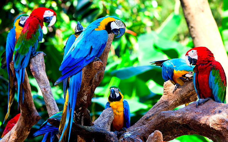 Bird, parrot, jungle, brach, parrots, painting art, painting, birds,  tropical forest, HD wallpaper | Wallpaperbetter