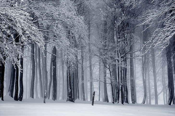 trees, snow, mist, monochrome, winter, HD wallpaper