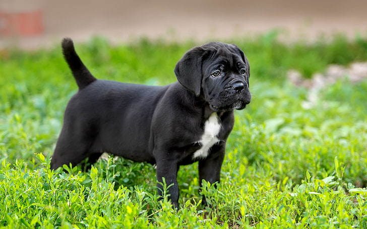 cachorro boxer blanco y negro, hierba, cachorro, raza, bastón Corso, Fondo de pantalla HD