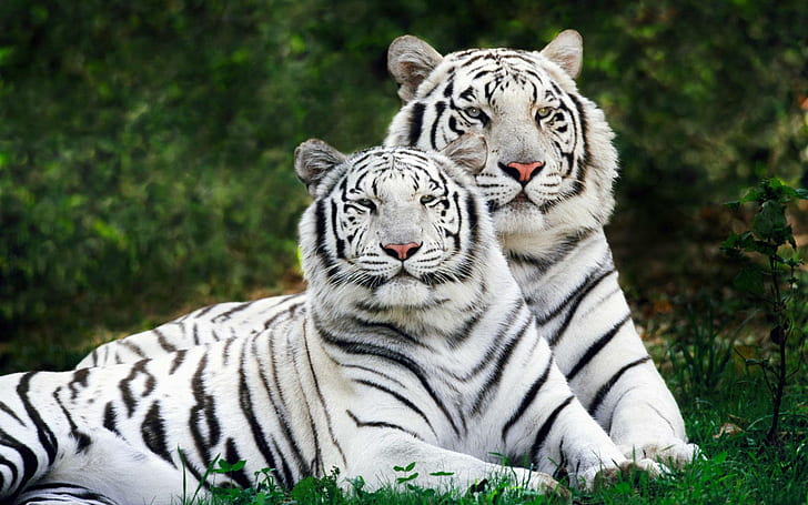 White Bengal Tigers Layar lebar, harimau, putih, layar lebar, bengal, Wallpaper HD