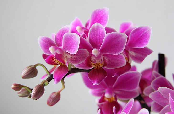 pink petaled flowers, phalaenopsis, phalaenopsis, Phalaenopsis, orchid, phal, flower, nature, moth Orchid, pink Color, plant, petal, flower Head, close-up, purple, HD wallpaper