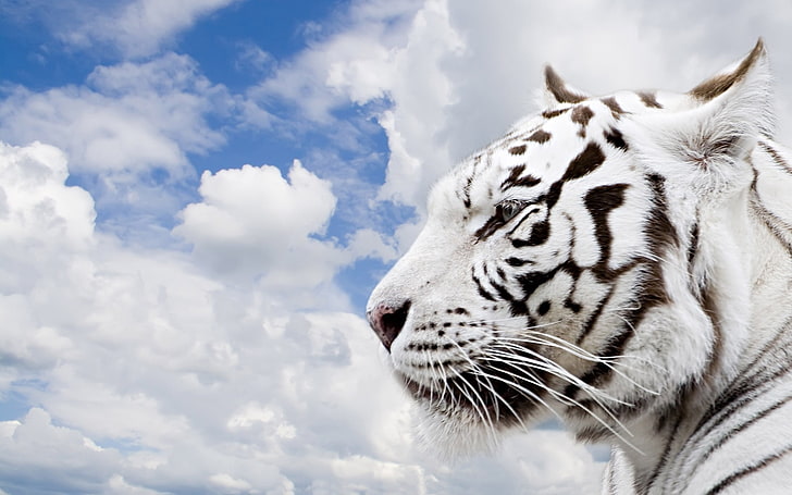 white tiger, tiger, albino, face, profile, HD wallpaper