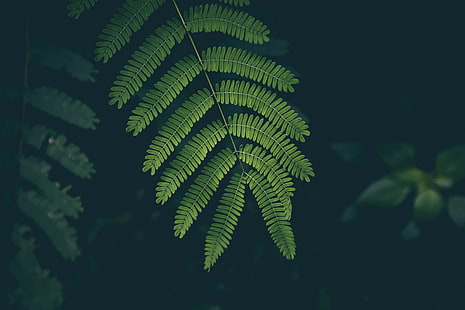 grünblättrige Pflanze, Farn, Blatt, Pflanze, grün, HD-Hintergrundbild HD wallpaper