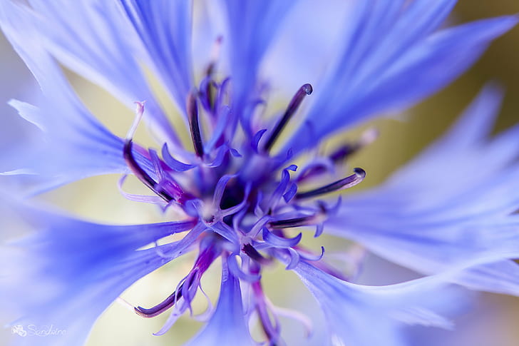 foto fokus bunga ungu, soleil, bleu, jelajahi, fokus, foto, bunga ungu, alam, bunga, tanaman, close-up, Kepala bunga, makro, ungu, daun bunga, biru, Bunga tunggal, Wallpaper HD