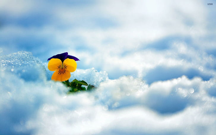 Pansy in the snow, flowers, pansy, snow, HD wallpaper
