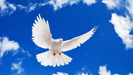 pássaro, voando, pomba, céu, animais, HD papel de parede HD wallpaper