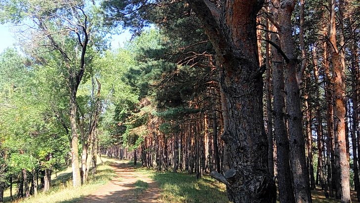 foresta, alberi di pino, luce solare screziata, via, Sfondo HD
