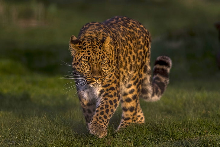 леопард, дива котка, красив, далечноизточният леопард, амурският леопард, HD тапет