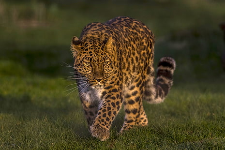 leopardo, gato salvaje, guapo, el leopardo del lejano oriente, el leopardo de Amur, Fondo de pantalla HD HD wallpaper