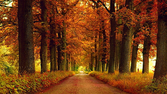 natur, lönn, höst, gränd, skog, träd, falla, landskap, lövverk, parkera, träd, säsong, blad, ek, löv, gul, utomhus, orange, november, landskap, färg, utomhus, oktober, växt, färgrik, naturlig, miljö, stig, vår, trädgård, säsongsbetonad, fredlig, gräs, scen, väg, skog, aveny, sommar, ljus, trä, HD tapet HD wallpaper