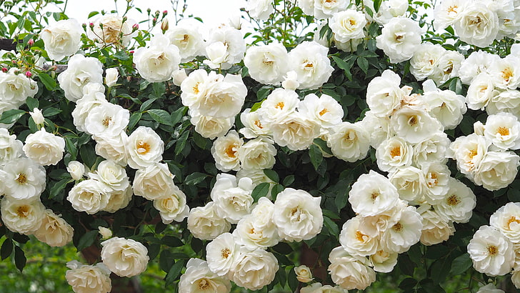 白いクラスターの花、バラ、白いバラ、バラの茂みのベッド、 HDデスクトップの壁紙