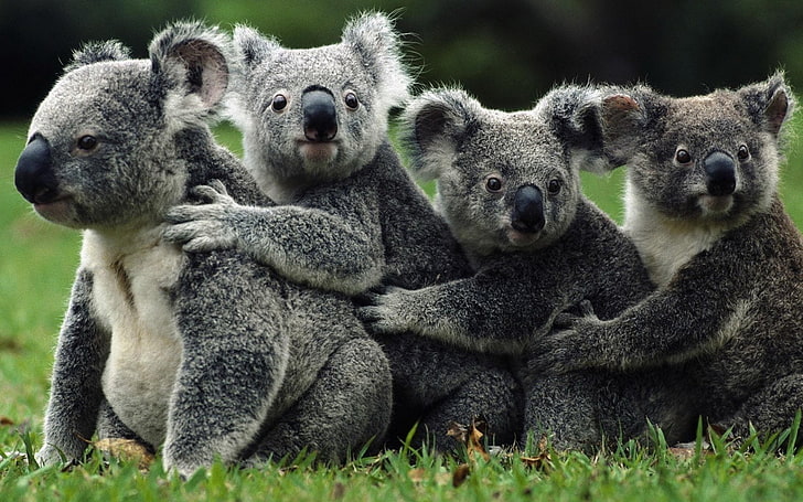 Binatang, Koala, Wallpaper HD