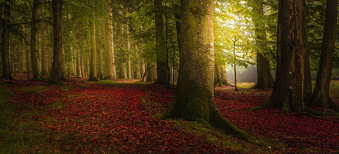 зеленое дерево, пейзаж, природа, красочный, лес, осень, деревья, путь, туман, листья, утро, HD обои HD wallpaper
