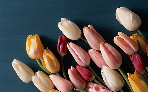 Geschlossene Blumenblätter der Tulpen, gelbe weiße rosa und rote Blumenblattblumen, Blume, Natur, Tulpen, geschlossen, Blumenblätter, HD-Hintergrundbild HD wallpaper