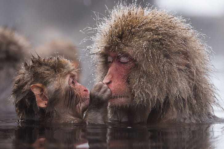 animals, look, water, macaques, wool, bathing, monkey, cub, the primacy of, Japanese macaques, Macaca fuscata, Japanese macaque, HD wallpaper
