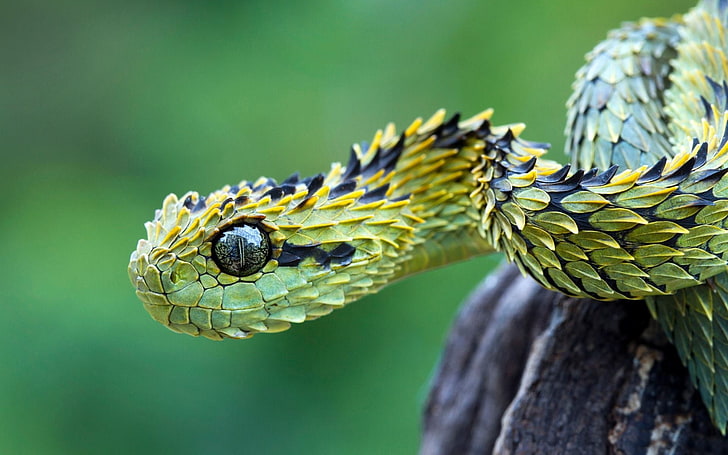 grüne und schwarze Schlange, Fotografie des selektiven Fokus der schwarzen und grünen Schlange, Schlange, Tiere, Makro, Natur, Vipern, Reptilien, Buschotter, HD-Hintergrundbild