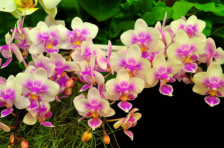 orquídeas de polilla blanca y morada, orquídeas, flores, exposición, bellamente, Fondo de pantalla HD