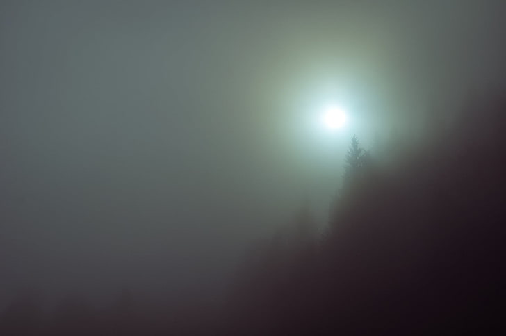 pin, silhouette des arbres, brouillard, arbres, nature, automne, Fond d'écran HD