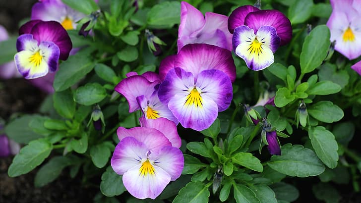 summer, flowers, bright, purple, Pansy, violet, Bush, viola, HD wallpaper