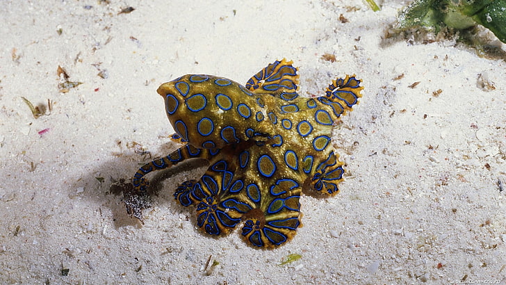 yellow and blue sea creature, animals, underwater, HD wallpaper