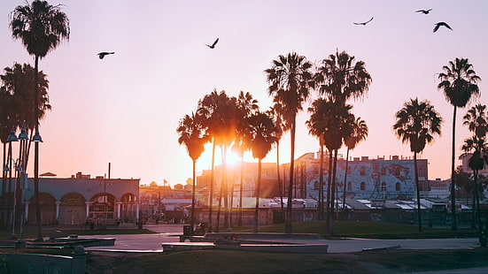 Himmel, Palme, Baum, Arecales, Los Angeles, Kalifornien, Vereinigte Staaten, Stadt, USA, HD-Hintergrundbild HD wallpaper