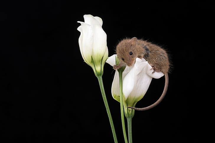 2つの白い花びらの花クローズアップphootの上に座って茶色のマウス、 HDデスクトップの壁紙