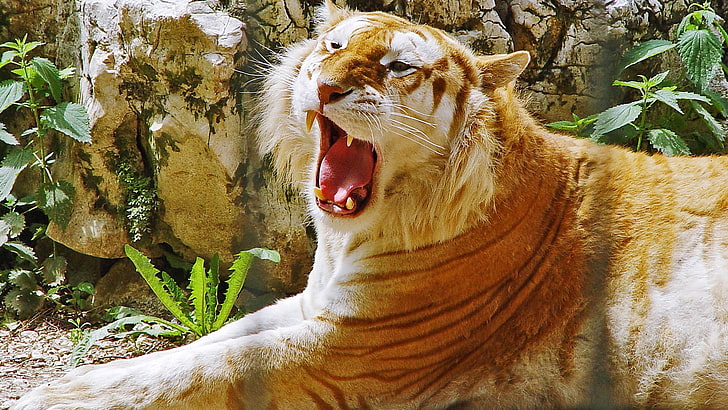 brown tiger, teeth, stripes, tiger, background, green, HD wallpaper