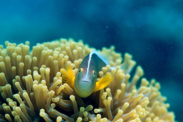 สัตว์ใต้น้ำปลา, วอลล์เปเปอร์ HD