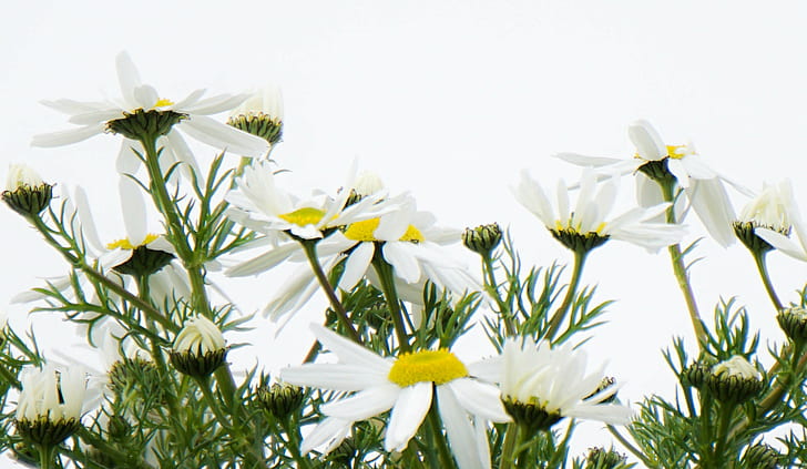 white Daisy Flowers close up photo, daisies, daisies, Daisies, white Daisy, Flowers, close up, photo, Shetland, Sumburgh Head, nature, flower, plant, white, daisy, summer, HD wallpaper