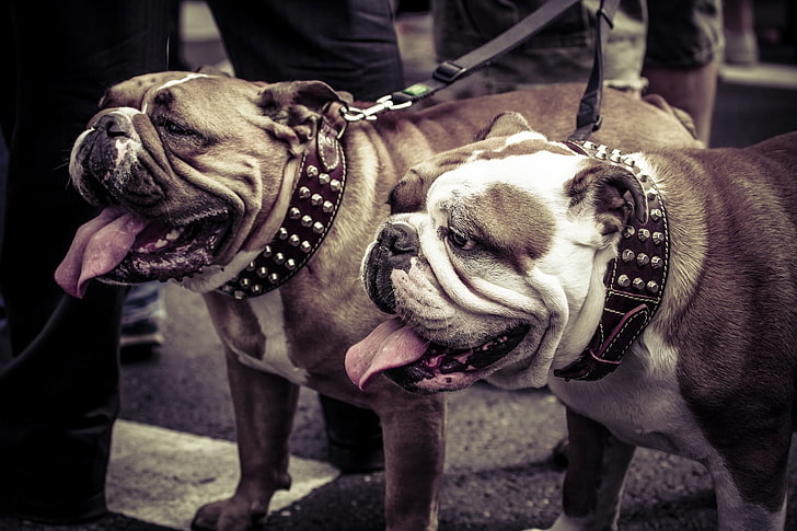 two brown-and-white bulldogs, bulldogs, couple, dog, collar, leash, HD wallpaper