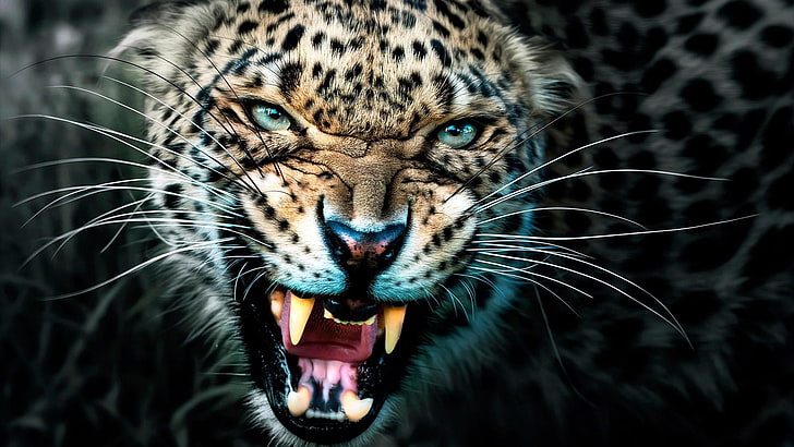 leopard, wildlife, mammal, whiskers, terrestrial animal, big cat, roar, HD wallpaper
