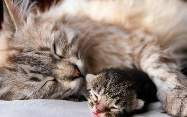 short-fur brown cat, cat, kitten, sleep, couple, affection, baby, HD wallpaper