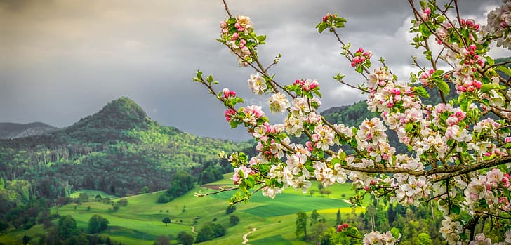 山、枝、春、スイス、谷、リンゴ、開花、バーゼル州-国、バーゼル州-ランドシャフト、リースベルクドルフ、リースバーグ、 HDデスクトップの壁紙