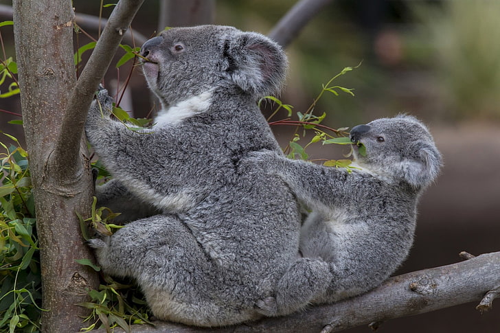 koalabjörn, koalor, träd, baby, par, HD tapet