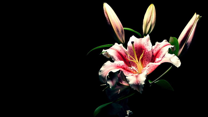 ดอกลิลลี่ stargazer สีชมพูและสีขาว, ลิลลี่, ดอกไม้, ดอกตูม, พื้นหลังสีดำ, วอลล์เปเปอร์ HD