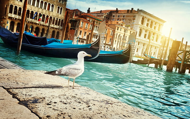 Italy, Venice, city, birds, water, gondolas, HD wallpaper