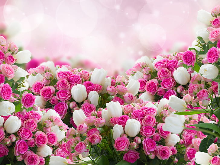 Wiele kwiatów, białe tulipany, różowa róża, wiele, kwiaty, białe, tulipany, różowe, różowe, Tapety HD