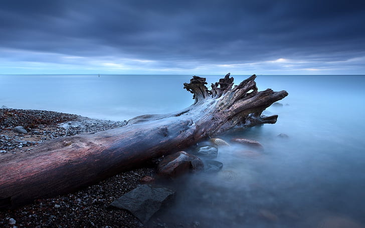 รากของต้นไม้หมอกหินทะเลต้นไม้รากหมอกหินทะเล, วอลล์เปเปอร์ HD