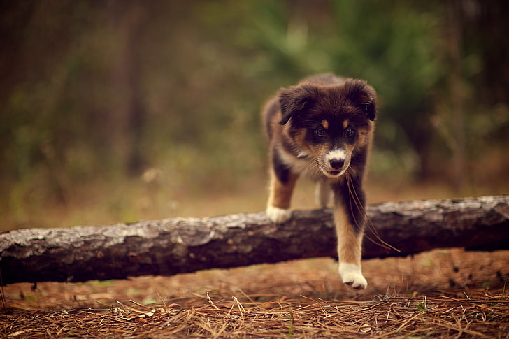 tricolor border collie puppy, dog, puppy, walking, stick, nature, needles, dry, HD wallpaper