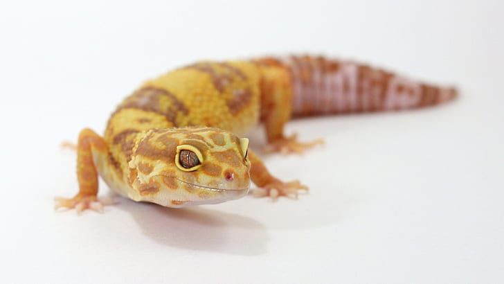 gecko, leopard geckos, reptiles, white background, HD wallpaper