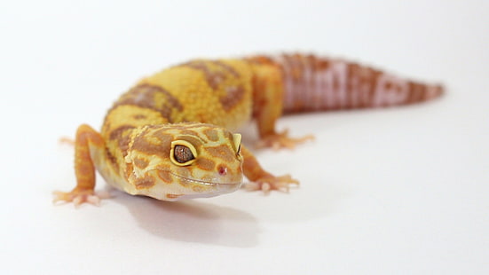 gecko, leopard geckos, reptiles, white background, HD wallpaper HD wallpaper