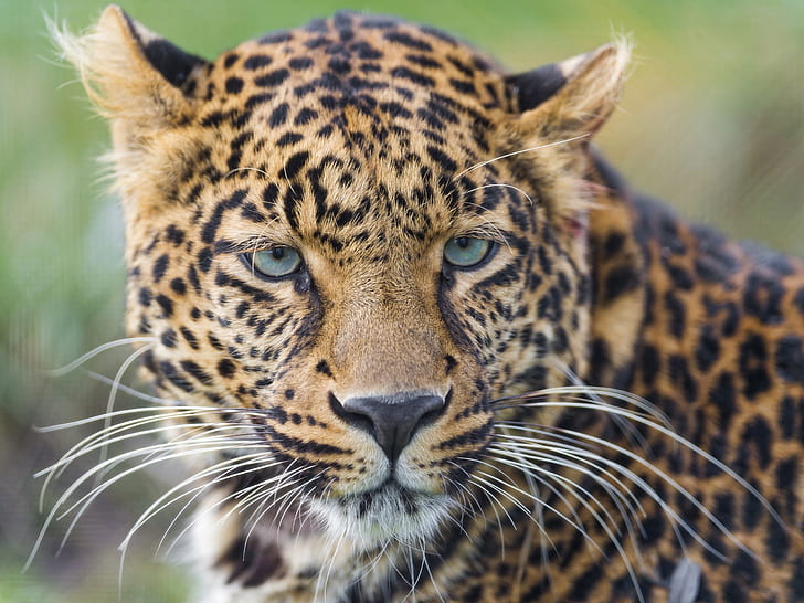 Leopard, wild cat, whiskers, eyes, portrait, Leopard, Wild, Cat, Whiskers, Eyes, Portrait, HD wallpaper