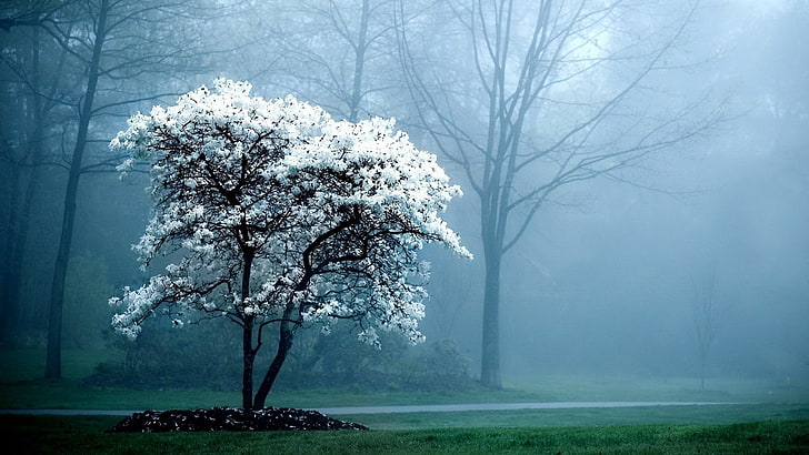 white cherry blossom, watermarked, trees, mist, nature, park, dark, HD wallpaper