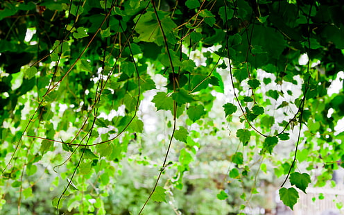 Vine Leaves Leaf Green HD, ธรรมชาติ, สีเขียว, ใบไม้, ใบไม้, เถาวัลย์, วอลล์เปเปอร์ HD HD wallpaper