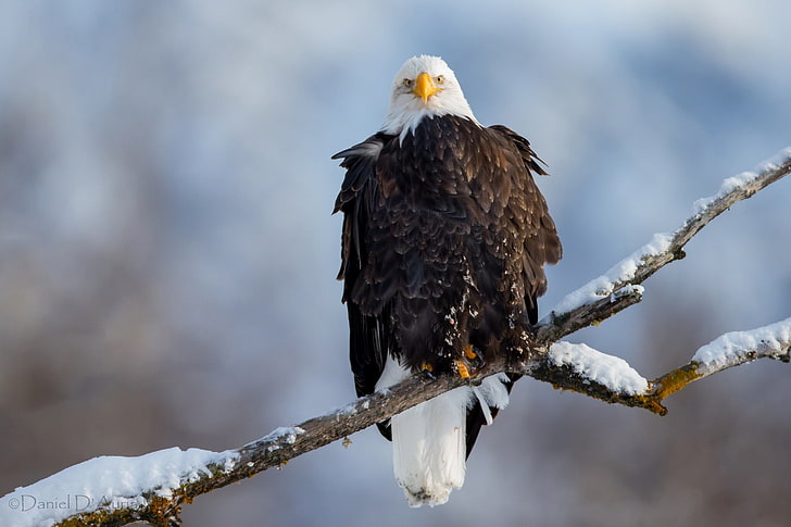 brown and white eagle, eagle, vulture, branch, snow, bird, HD wallpaper