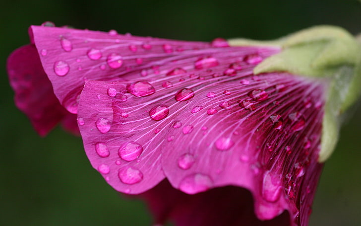 fotografi fokus dangkal bunga petaled merah muda, makro, bunga, tetesan air, tanaman, Wallpaper HD