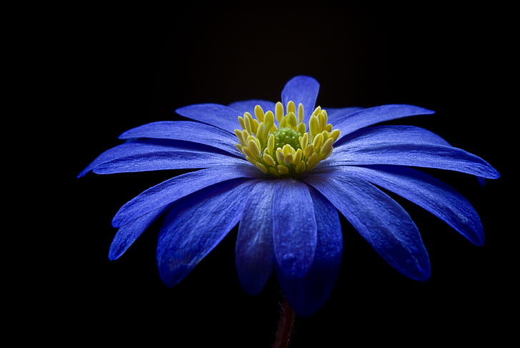 голубые цветы, природа, цветы, растения, HD обои