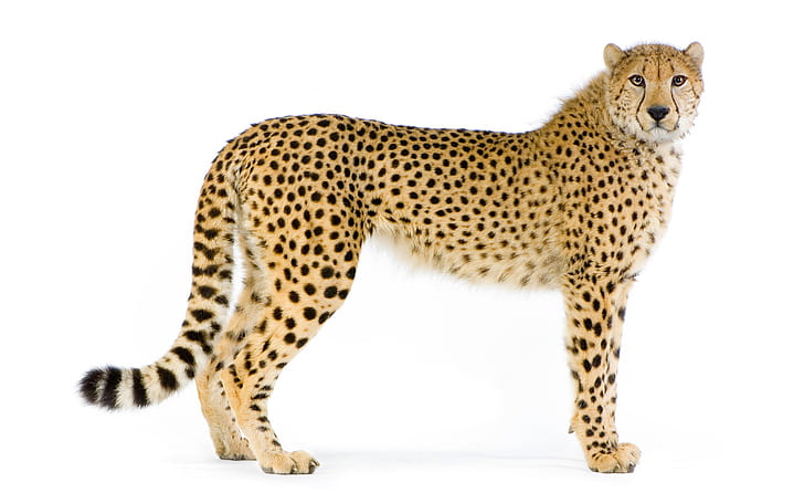 cat, predator, Cheetah, white background, HD wallpaper